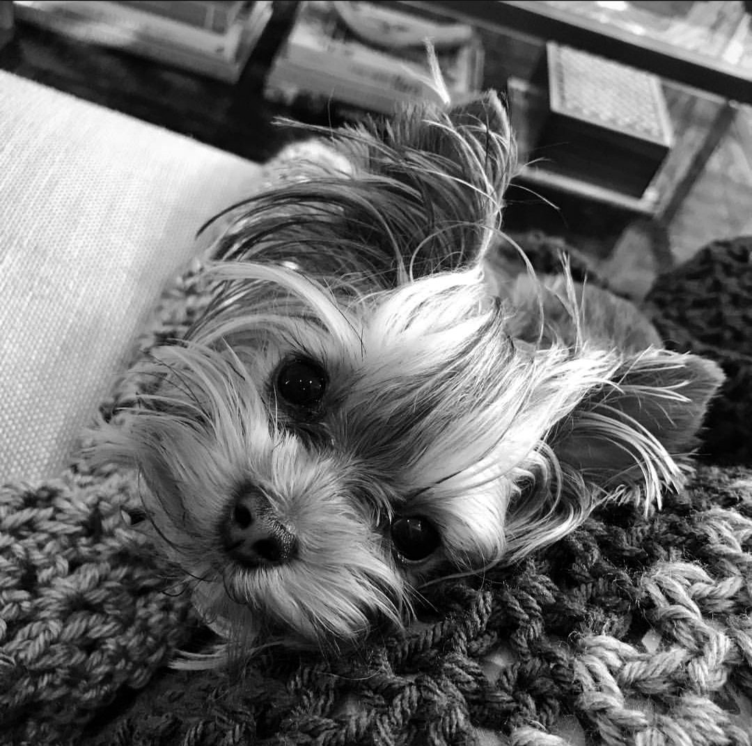 mayte4's tweet photo. An animal's eyes have the power to speak a great language."
#love #home #cuddlesTime #qualitytime #howdidIgetsolucky #Happiness #puresoul #familyiseverything #wearegoingtohavealongconversation 🥰😍 #blessed #beauty #blackandwhite #photography #missyou #lifeisagift https://t.co/4IeNZkATgf