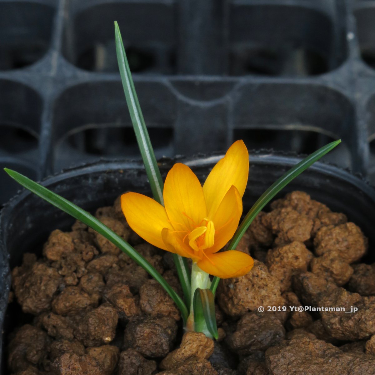Plantsman_jp's tweet photo. #Crocus vitellinus, JJA 354.706
#Lebanon, #Mtein. 875m. Ex R. & R. Wallis 99-26.
欧州のマニアから欲しい圧力すごいけど殖えない。咲くたびに申し訳ない気持ちになる花。でもその人達はコネで先に譲ってもらったのを枯らしてるんだよね🙄
#クロッカス #crocuses #bulbs #球根 #球根植物 #植物 https://t.co/QYhG1BURSB
