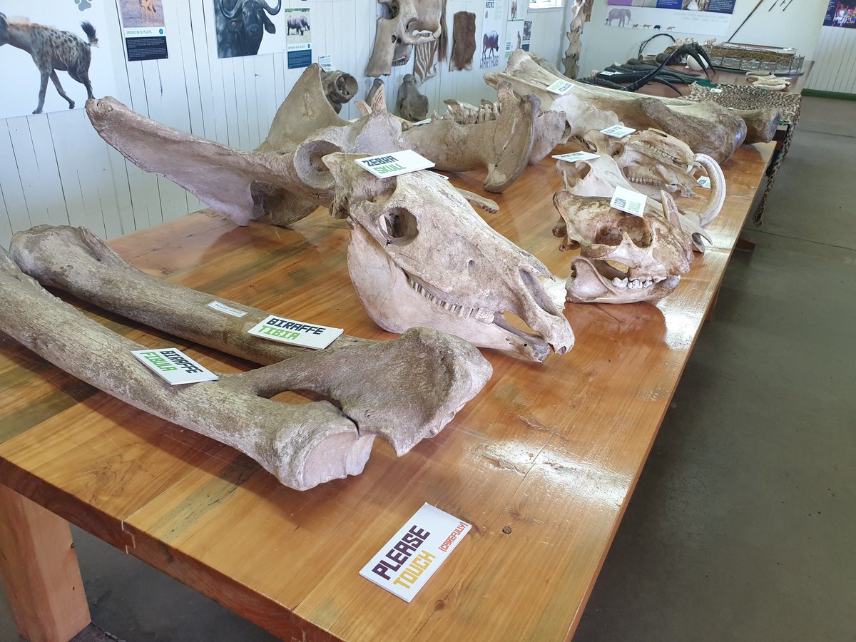 chuditchwrangla's tweet photo. Visited @OlPejeta conservancy today & just had to say they have some of the best #Interp I have encountered so far in #kenya - 'Please touch' - included the rhino!
Should also mention that they are doing some amazing #conservation work with #threatenedspecies https://t.co/mBEK50s5Sb