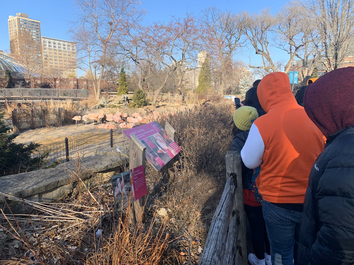 Our Lake View Art students, led by our awesome teacher <a href="/csilla_kosa/">Csilla Kosa</a>, checking out some animals on their field trip to <a href="/lincolnparkzoo/">Lincoln Park Zoo</a> for #canvas4conservation! <a href="/LakeViewHS/">Lake View HS</a> <a href="/ECCECPS/">Early College and Career Education (ECCE)</a> @cpsSTEM @network14cps #STEM