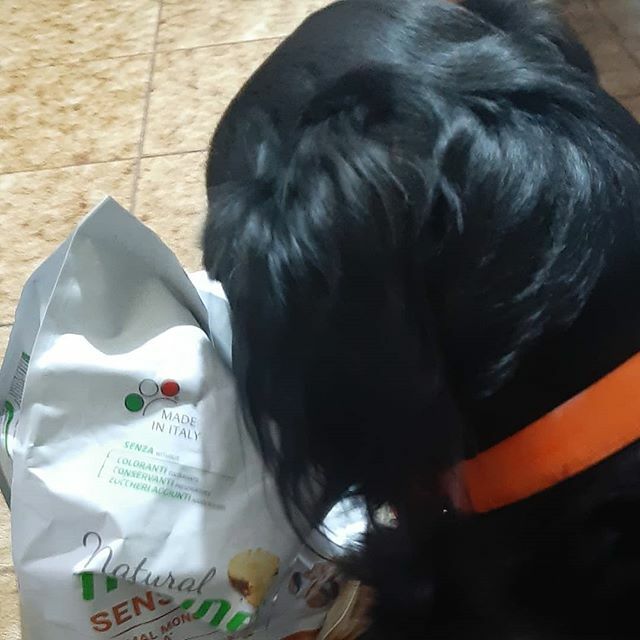 Paomorelli's tweet photo. ..ne voglio ancora...
#instagood #love #naturaltrainerit #goldenretriever #dogsofinstagram #nutrition #natural #food #breakfast #dogstagram #amazing #photooftheday https://t.co/SBlF3Fgx66 https://t.co/58YdkdoBbl
