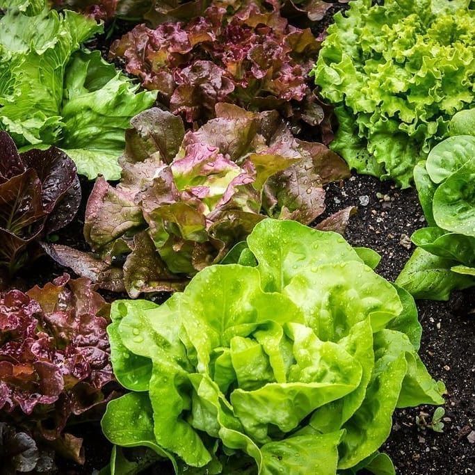 FAO's tweet photo. We need to produce more food with less resources. 

Transforming agriculture and our #foodsystems is vital to achieving sustainable development and food security. 

👉https://t.co/asEKW5qP29 

#SDGs https://t.co/jHf5OxQGeS