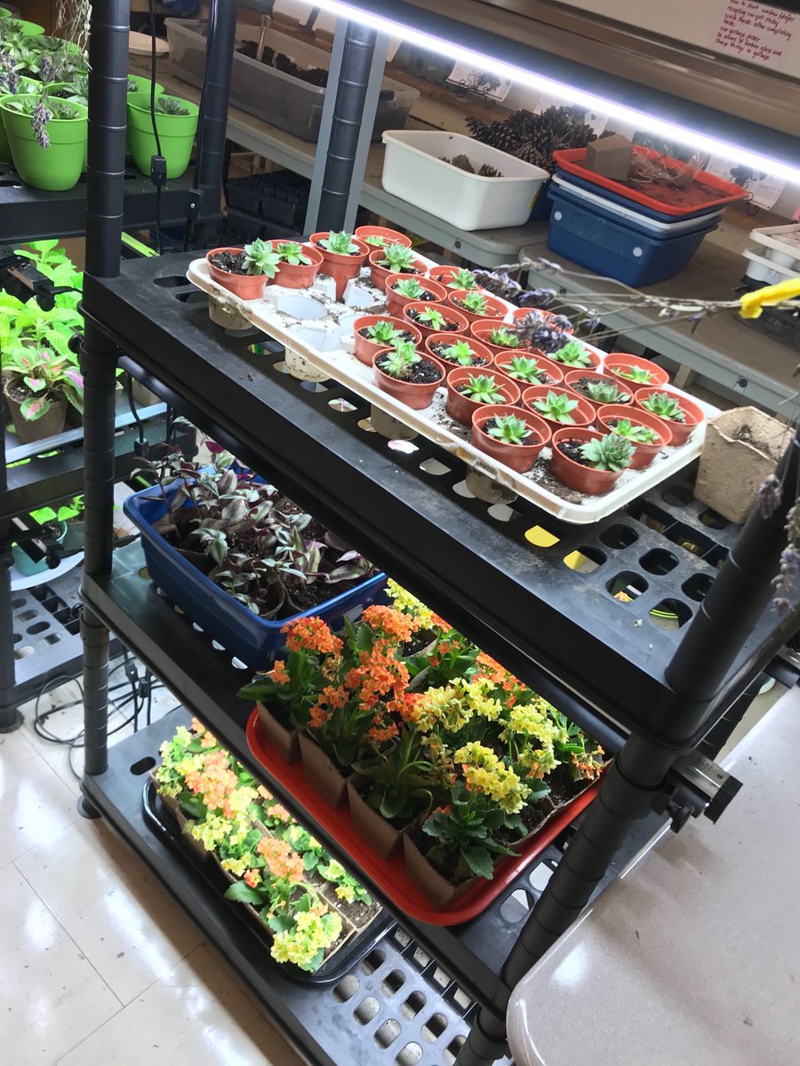 We are almost ready for the CPP plant sale next week!