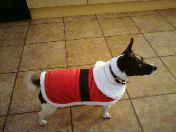 14heuston's tweet photo. Happy Christmas from Milly xx heuston #hostdareswins https://t.co/Aa6JGfEZhN