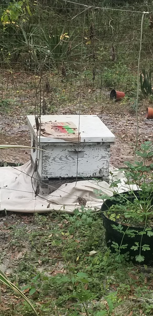 florida_420's tweet photo. Captured a hive from a felled tree last night! ♥️ Thanks girls, for coming along so peacefully! #honeybees #treehive #bees #natural #honey #local #pollinators https://t.co/XBdKh3OtzD