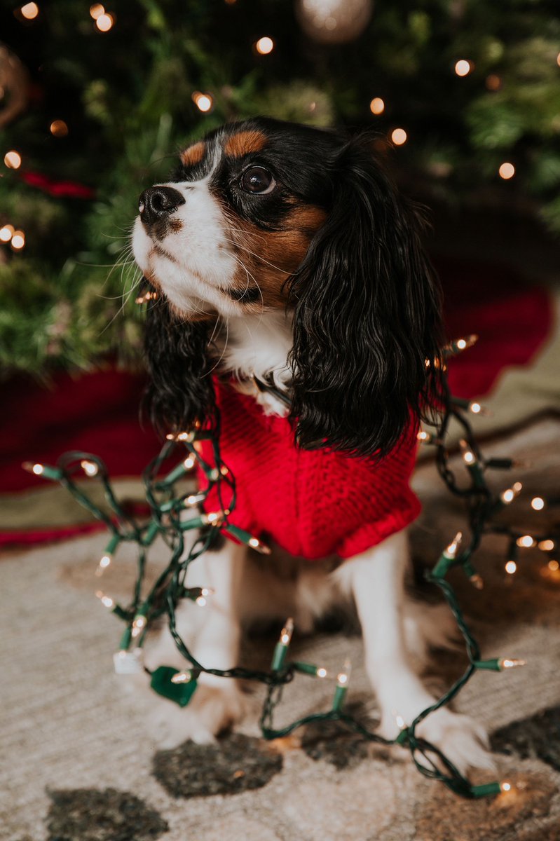 AKlingbail's tweet photo. #KlingbailChristmas2019 🎄❤️🐶🐱 https://t.co/NqdtoLMtF0