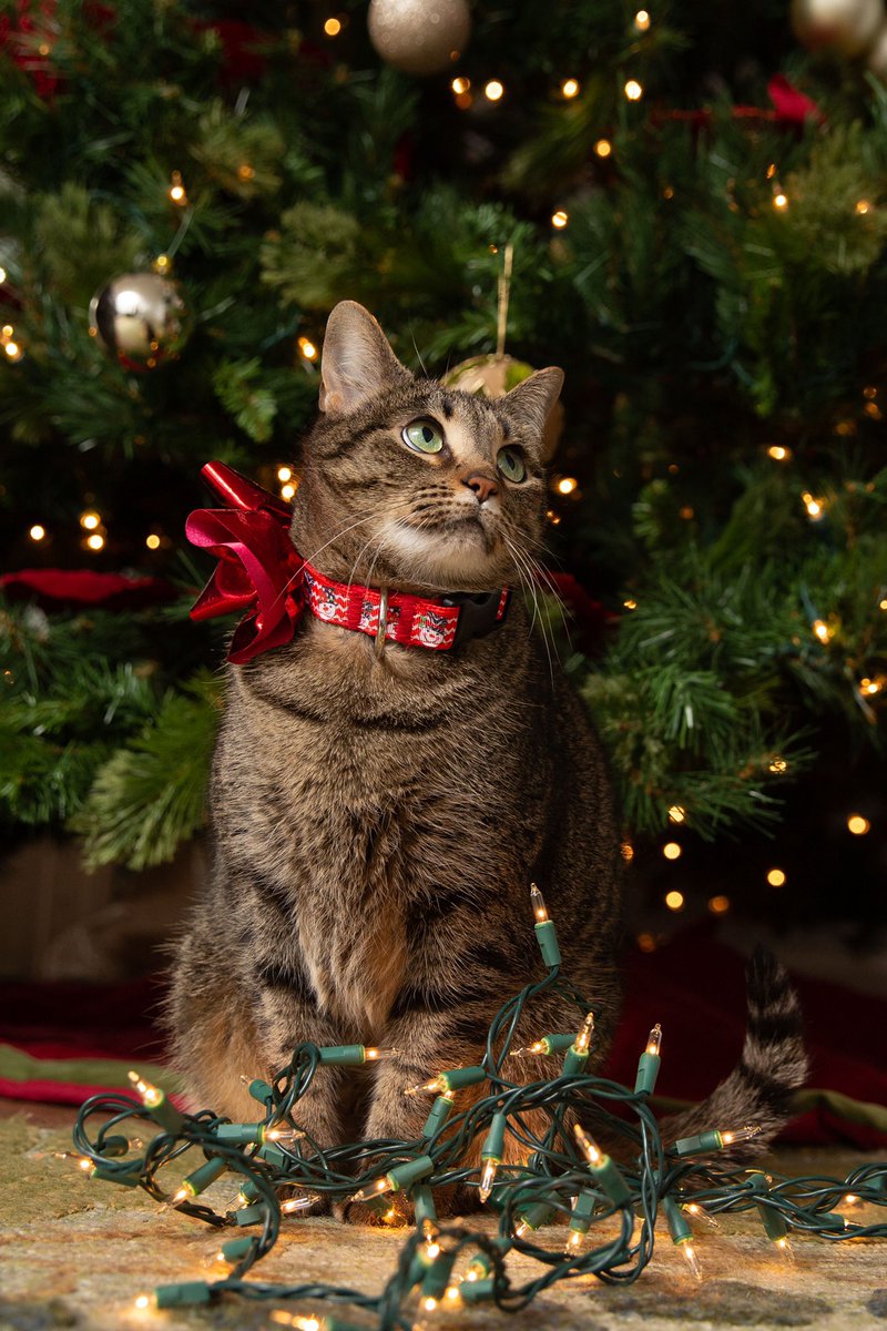 AKlingbail's tweet photo. #KlingbailChristmas2019 🎄❤️🐶🐱 https://t.co/NqdtoLMtF0