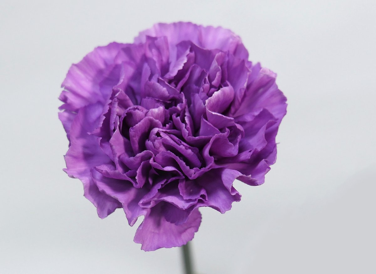 Jet Fresh Flowers tweet media
