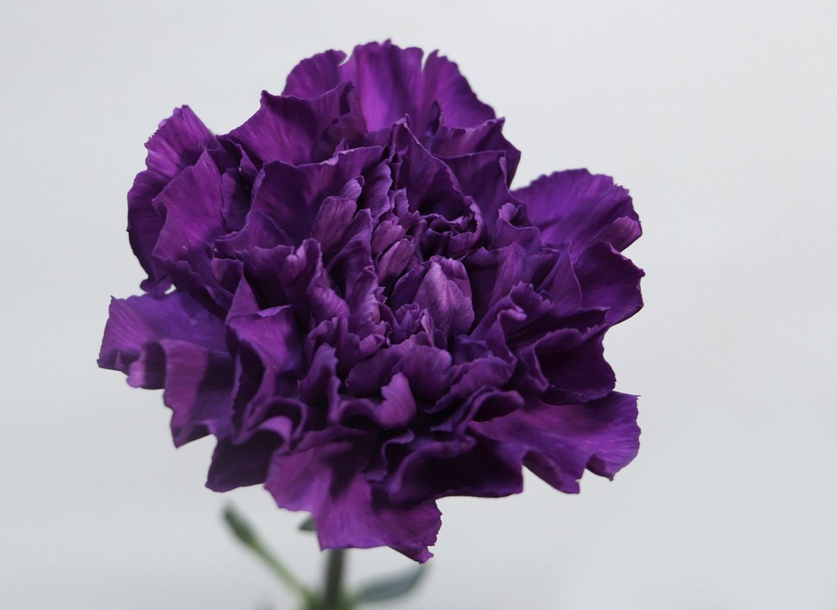 Jet Fresh Flowers tweet media