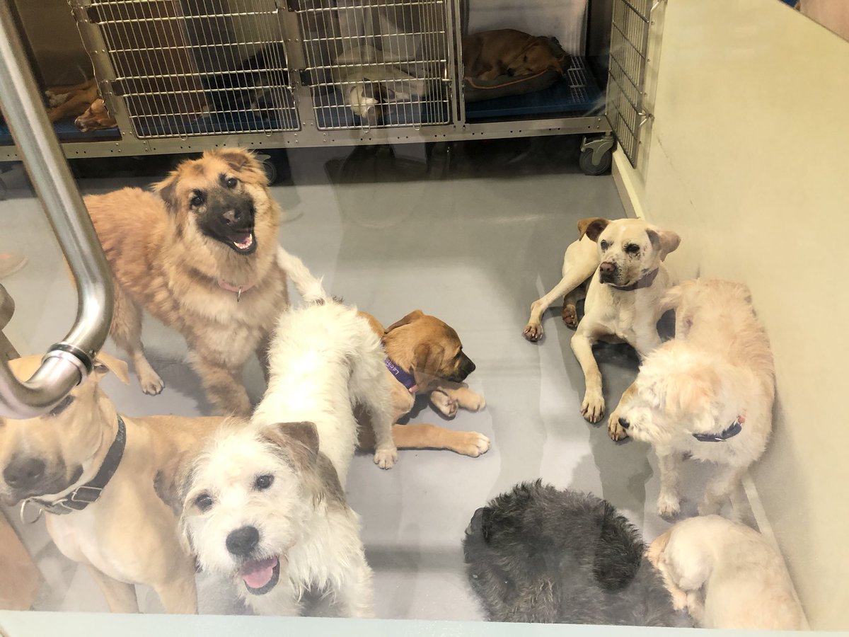 Perruquines en adopción. Están en PetCo San Jerónimo