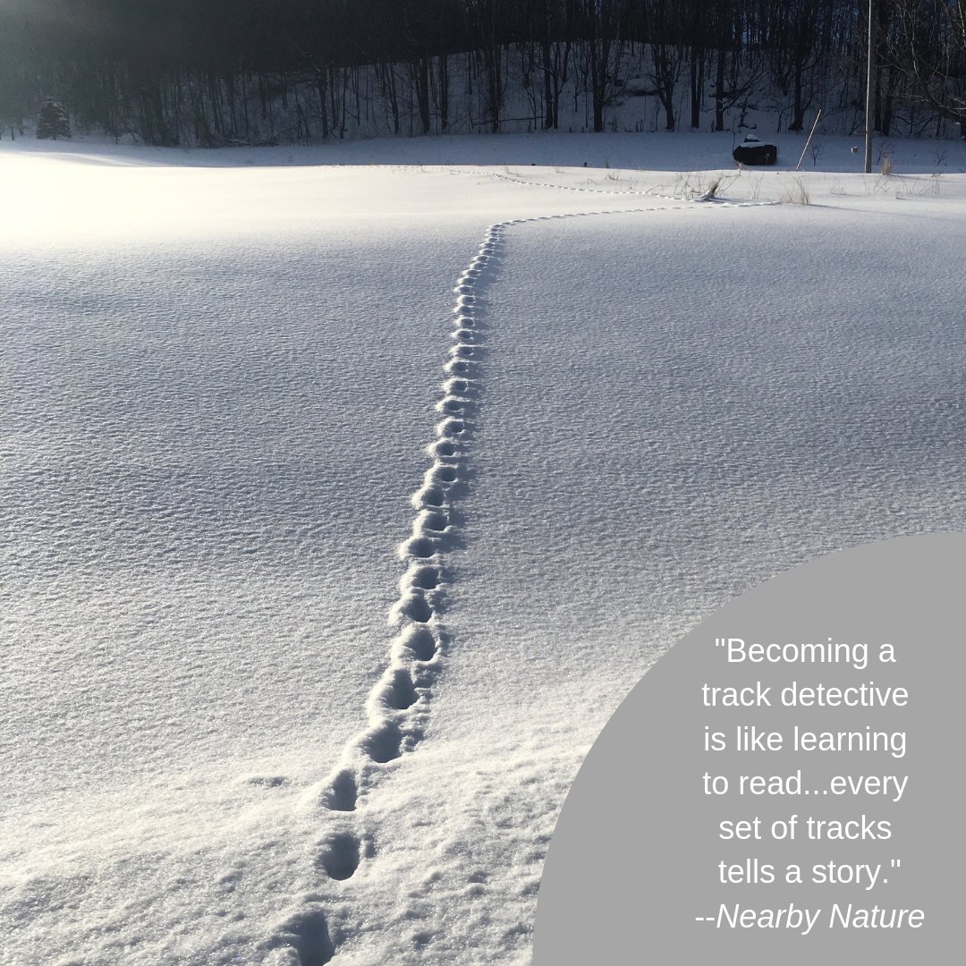 fourwindsnature's tweet photo. We're excited for the coming winter's wealth of track stories! #nearbynature #trackdetectives #enviroed 📷Erika Bodin https://t.co/djXOrrRKMi