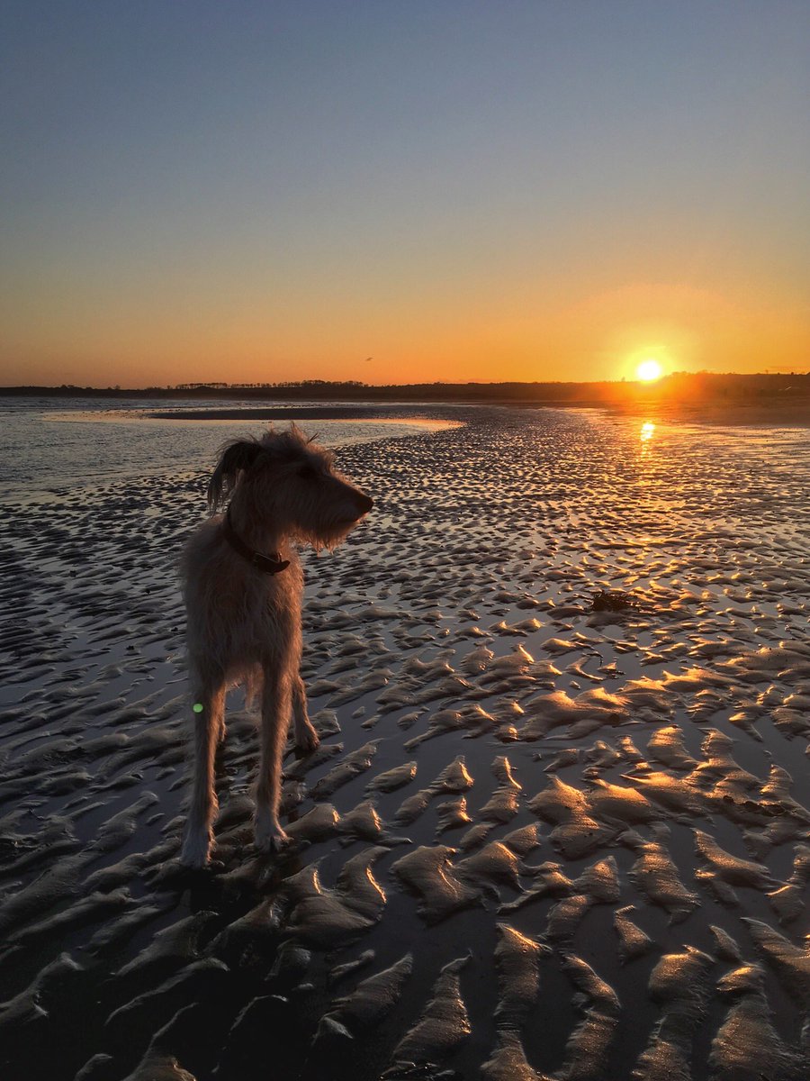 Me at #sunset this afternoon. Lots of doggy pals around too #lurcherlove