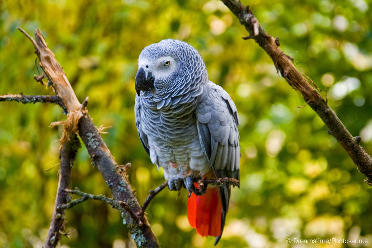 An African grey parrot with a red tail sits sleepily upon a branch amid a leafy green backdrop.