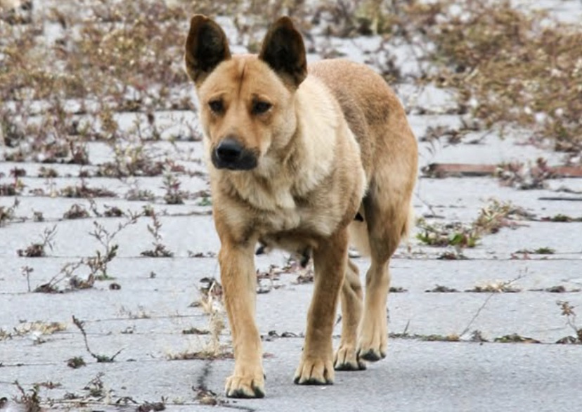 fa8936's tweet photo. Thousands of Strays: Detroit https://t.co/8gZAF0pRnK https://t.co/cLrFaofOoQ