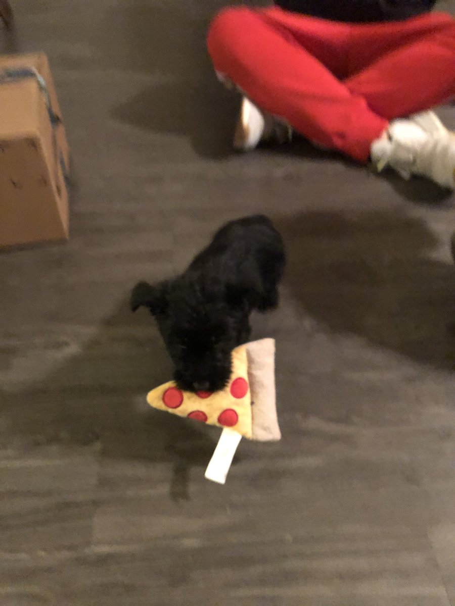 JennaL_MEd's tweet photo. Meet our new Scottie puppy, Jet! I love Scotties and the author/illustrator Mary Engelbreit often has Scotties in her books. Check the comments for a couple of my Christmas favorites by Mary Engelbreit. https://t.co/pnQSLp5hZ6