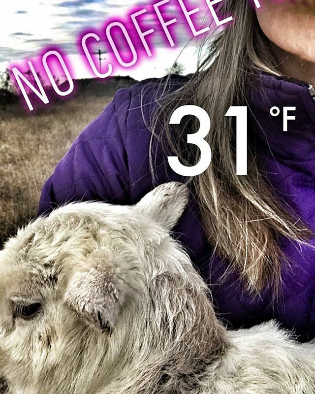 While my son and I are out of town, my amazing wife is holding down the fort at the vineyard!  Two lambs born in the freezing cold and she's out taking care of them before her morning coffee! ift.tt/34tWovA