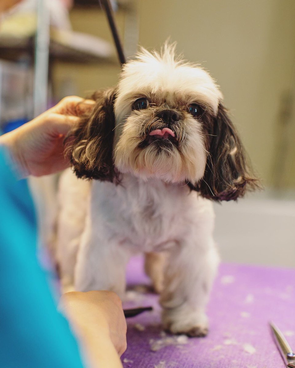 PetVetOnPatton's tweet photo. Spa day for our friends Bert and Gizmoe! 🛁✂️⁣
⁣
Our awesome groomers, Christina and Faith are here to keep your pups looking fresh 🐶👌⁣ https://t.co/HCtjKzAE5L