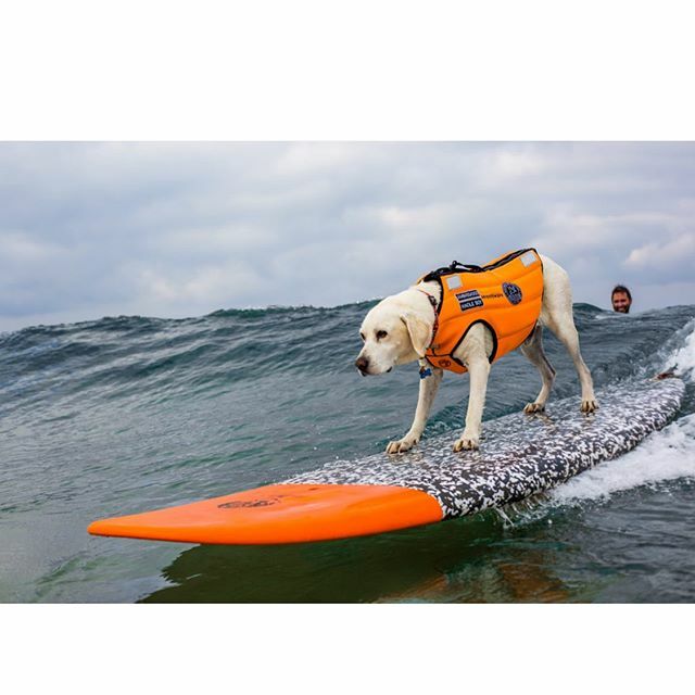 Sure could go for some of this right now!! Missing surfing and my @awalkonwater family! Weather needs to cooperate so I can get some surf time in 🤙🏼🐾 Shot by the awesome @goldentuna
.
.
#standwithhaole #ambassadog #surftherapy #awalkonwater #warrior … ift.tt/2PSXewx