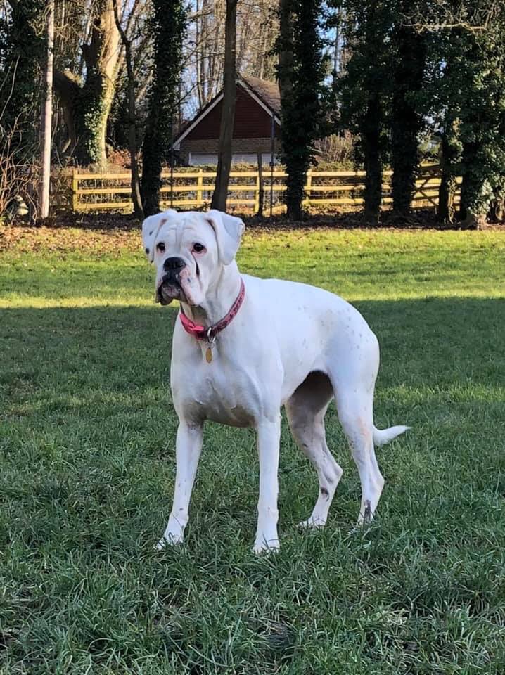 The Deaf Dog Network tweet media