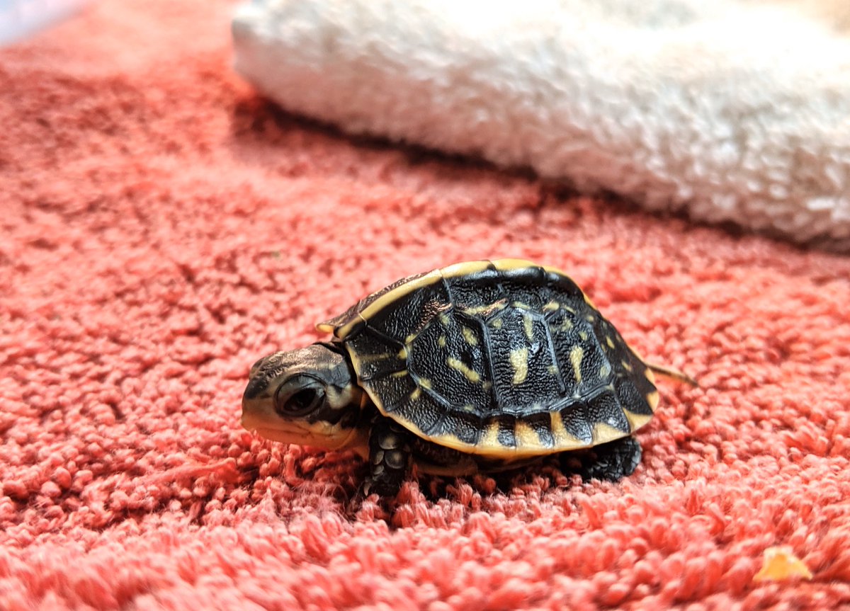 BuschWildlife's tweet photo. Itโs #tinyturtletuesday #tinyturtle #turtletuesday https://t.co/d1chEqKL54