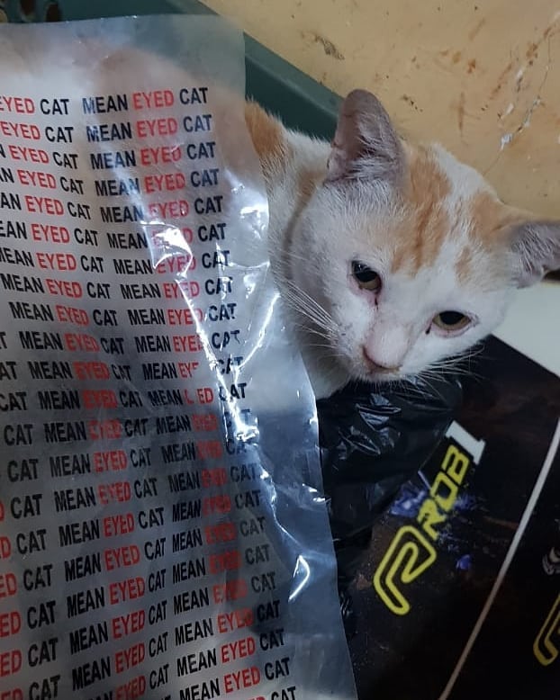 oniir's tweet photo. #meaneyedcat https://t.co/iwGW0aIVDc