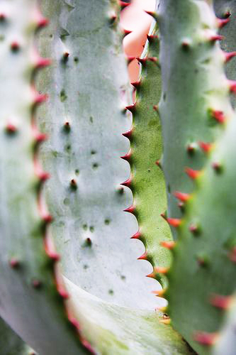 El Agave: En la cultura mexica, era una creación divina que representaba a Mayahuel, una diosa con cuatrocientos pechos con los cuales alimentaba a sus cuatrocientos hijos. #mupe #museodelperfume #datoscuriosos #aromasyvidacotidiana #proximamente #aromas #experienciamupe #cdmx