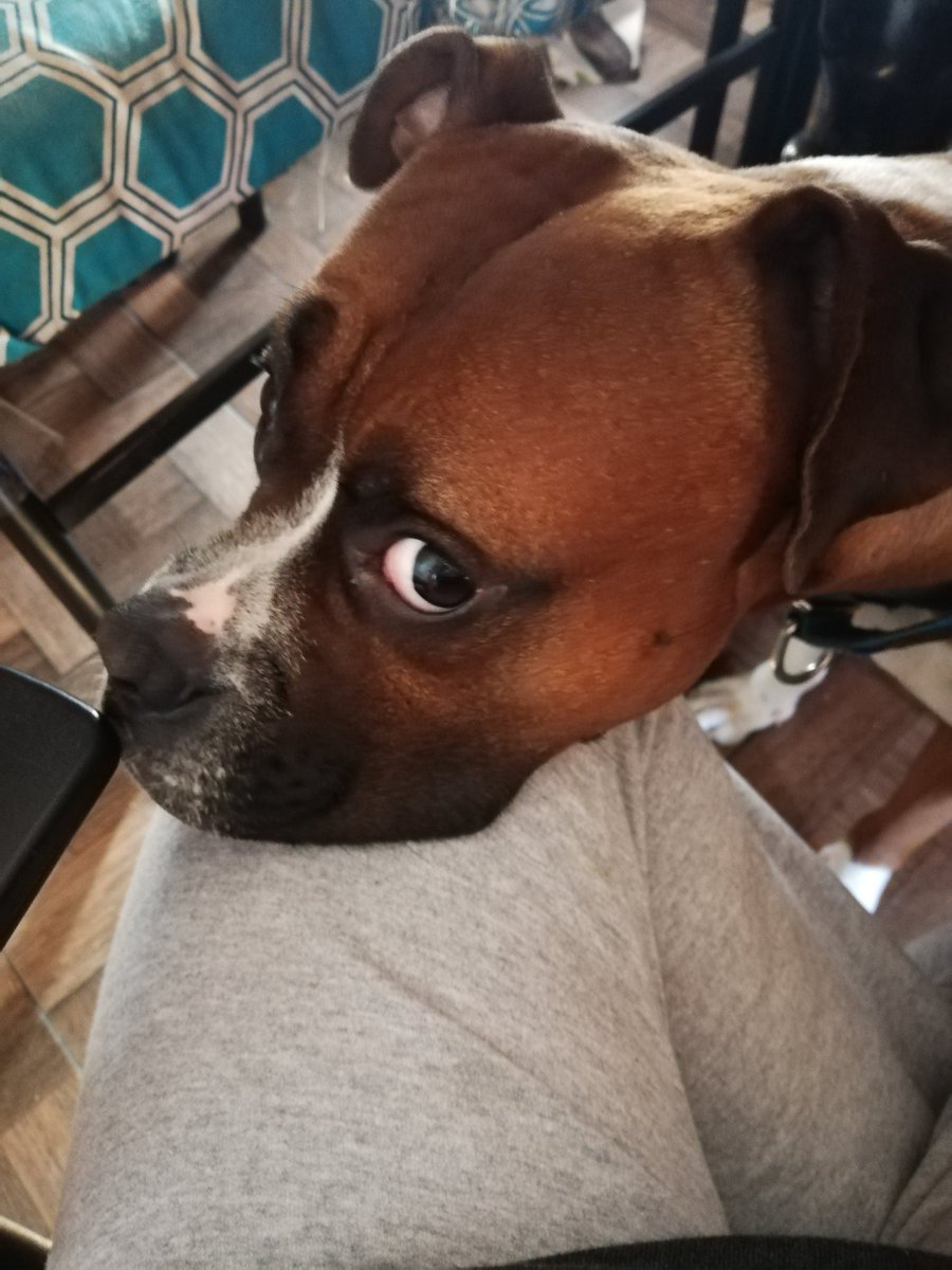 unboxer_tuitero's tweet photo. Mi cara de: me das de eso que comes mami? Y siempre da resultado!!! 🤣🤣🤣
#MartesDetravesuras #SiguemeYTeSigoDeVuelta #Drako #salariominimo #LosSimpson https://t.co/d4z7QyZFUD