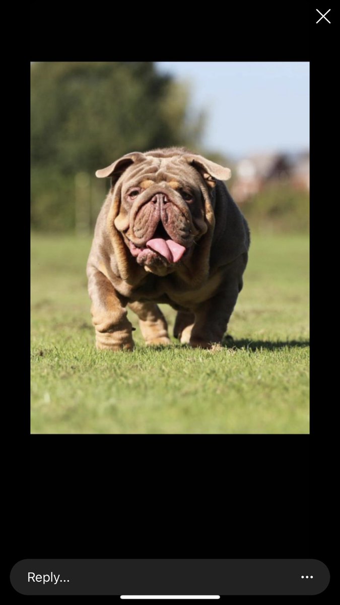 gazhock12's tweet photo. 3 weeks till we have 1 of the best litters in the Uk 🇬🇧 look out for these guys very special puppy’s sapphire &amp; nemesis 🔥 @HocksBulls 💙 https://t.co/zb5nYhGwWy