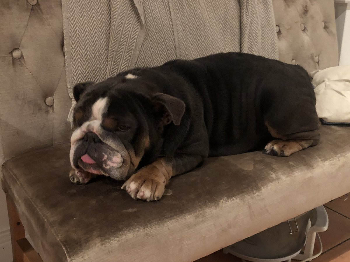 gazhock12's tweet photo. 3 weeks till we have 1 of the best litters in the Uk 🇬🇧 look out for these guys very special puppy’s sapphire &amp; nemesis 🔥 @HocksBulls 💙 https://t.co/zb5nYhGwWy