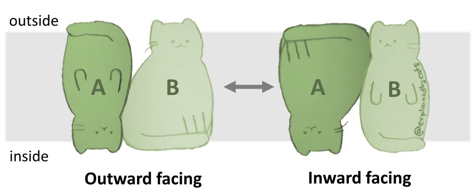 Review chapter on 'General principles of #transporter function' with @ExplainedByCats – alternating access, cycles, energy transduction, inverted repeat symmetries, gated pores, and a unified symporter/antiporter/uniporter model: arxiv.org/abs/1912.06275