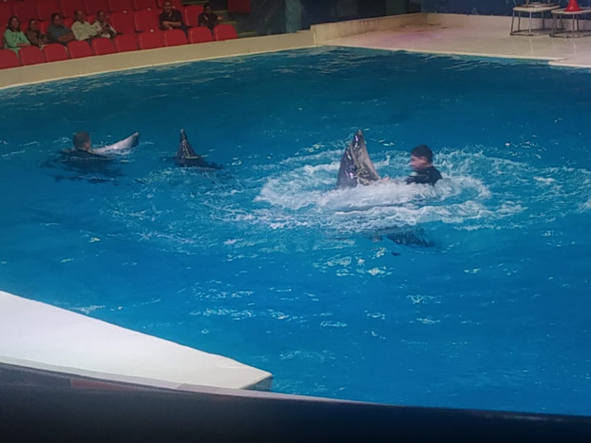 #lovedubaidolphinarium Amazing Dolphin show there. Some glimpse! !!