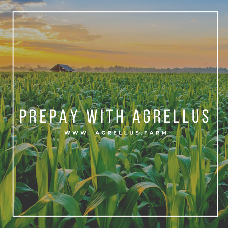 AgrellusFarm's tweet photo. #Agrellus #ifarmwithagrellus #innovation #sameinputsbetterprices #harvest2020 https://t.co/TRC7QoTC6A