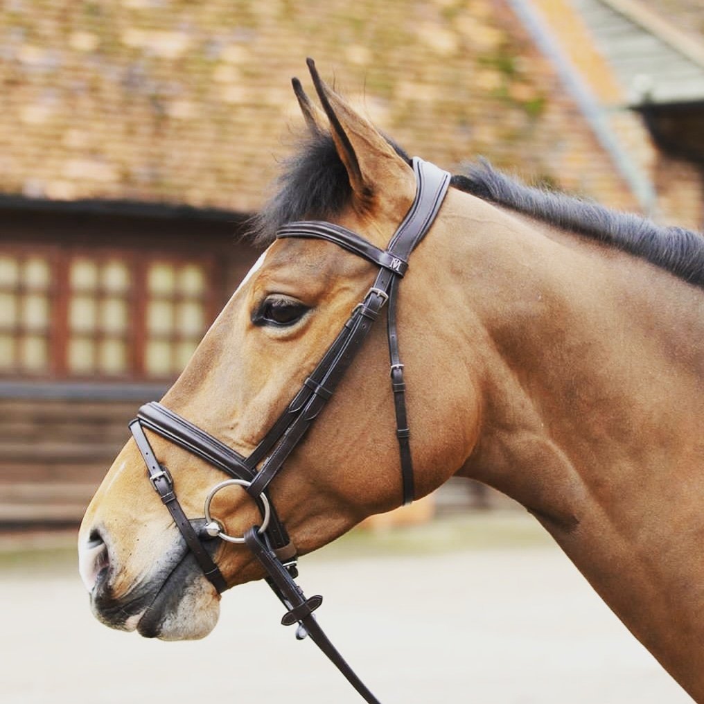 How about a #marktoddcollection Leonidas Bridle for Christmas? Stunning soft leather and an ergonomic headpiece to make you stand out from the crowd while keeping your horse comfortable. Contact us for your local stockist today! #darraghequestrian #marktodd #bridle #horses