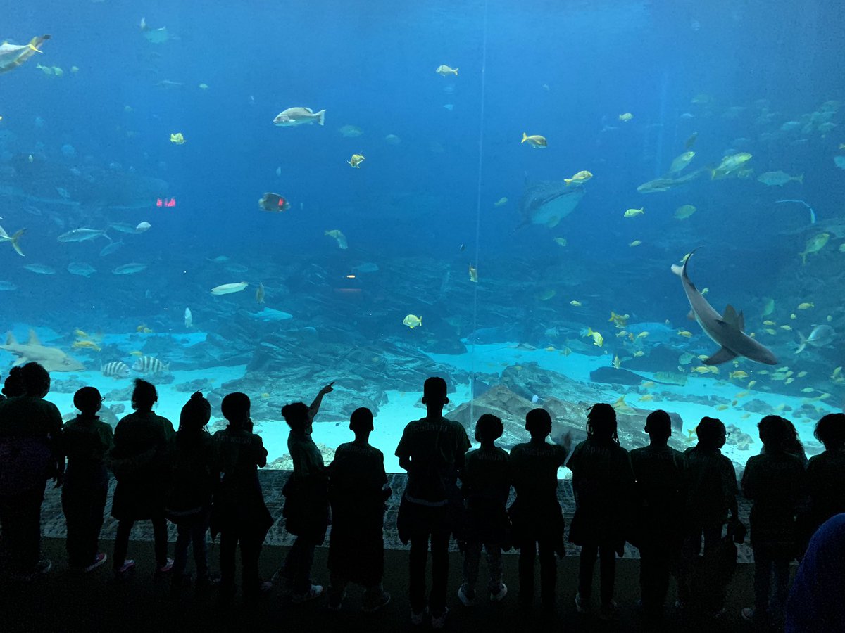 csward_ms's tweet photo. We are having the best time at the Georgia Aquarium!!!✨💚✨ Ou#3rdGradeRocks #BecomingTheNext @APSHollisCrew @apsupdate @ELeducation https://t.co/ipo2DA5pis