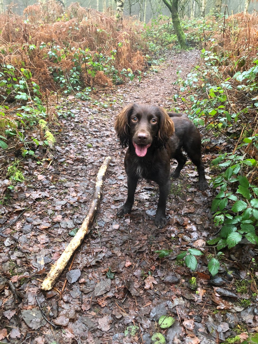 Where do you get your inspiration from?  
#MedEd #Education #Medical #Spaniel #Inspiration