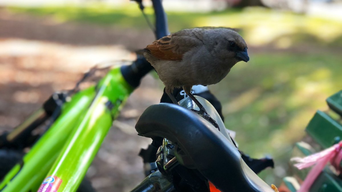 🐦
