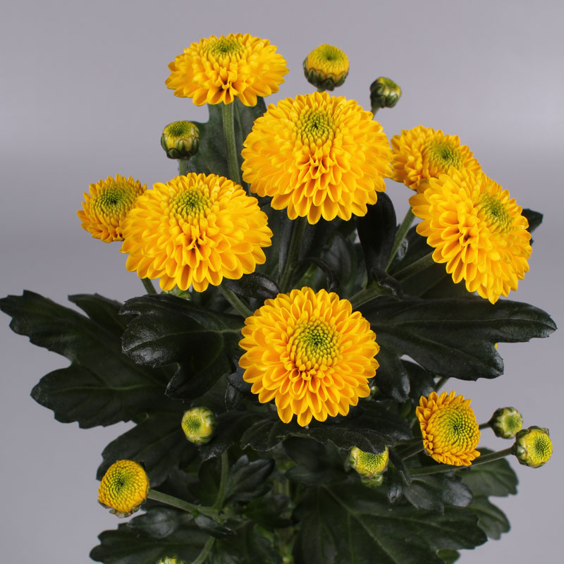 Floritec tweet media