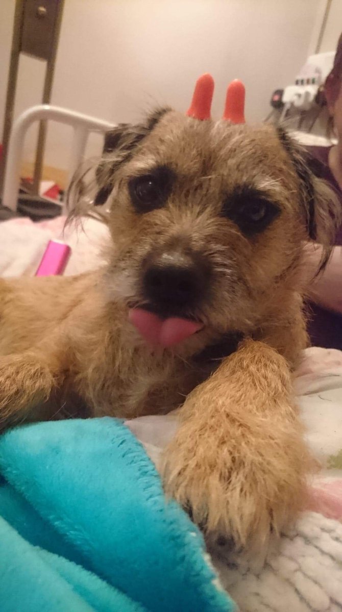 InspJapp's tweet image. I ave stopped askin questions pals, it’s easier to just agree. Apparently using Ma’s earplugs as ‘orns is a fing. According to Da anyway!