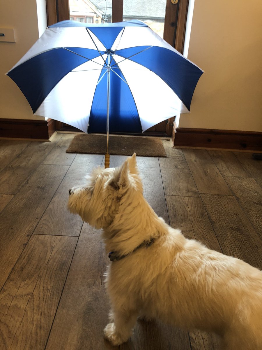 bilz1westie's tweet photo. I can’t help barking about all the activities at work and they have the cheek to stop me enjoyment #closedwindows #Westie https://t.co/Y7a3pyItcF