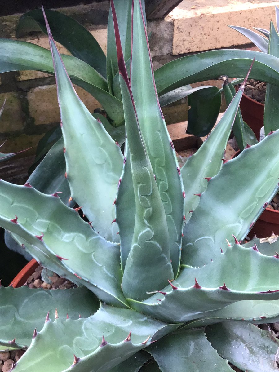 CactusSucculent's tweet photo. Agave macrolumis is the largest Agave we have in our little collection, just over 12” across, I’m preparing for major growth! #BCSS #CactusSucculent #Kirkstonebotanica #Agavemacrolumis #Agavecollection #Agavefamily https://t.co/udwFSzW8Et