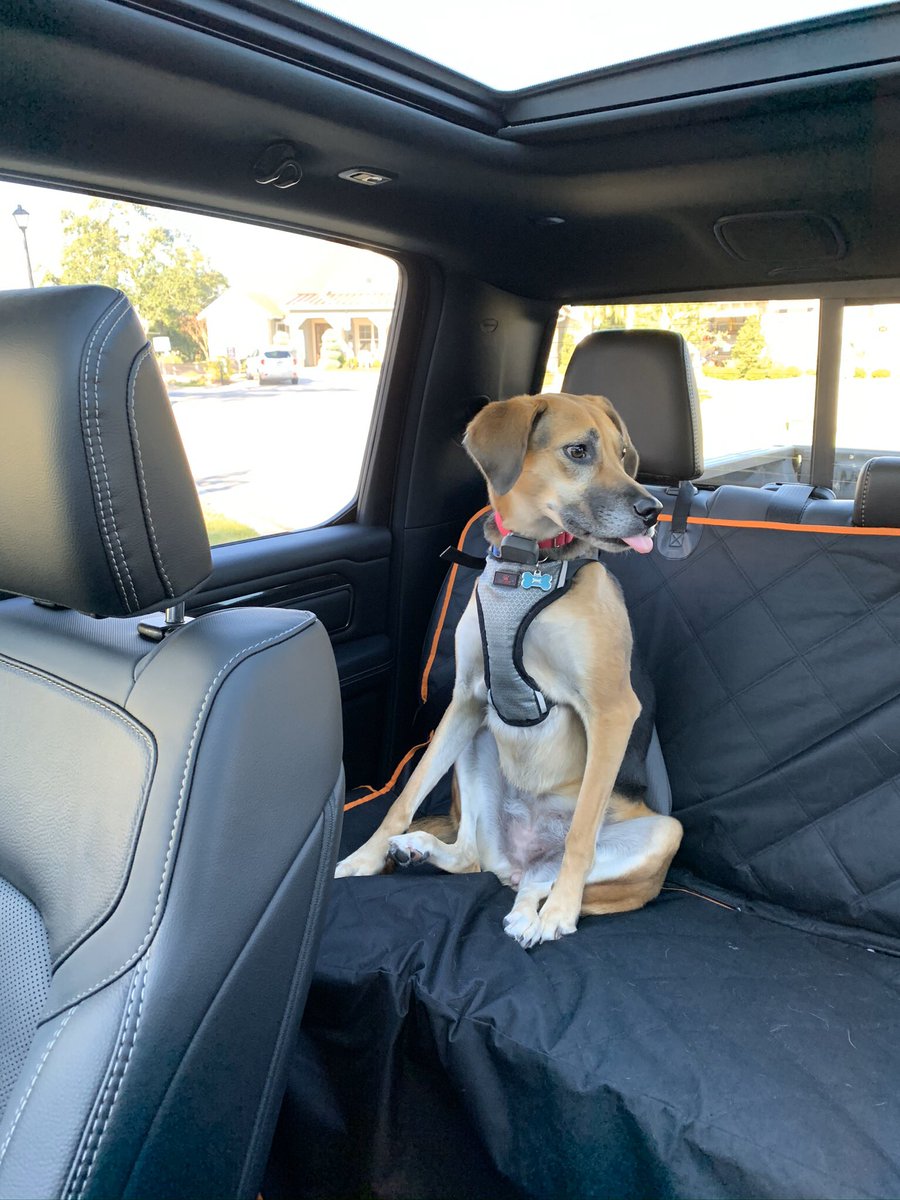 PinkKelly1's tweet photo. @laurenthehough What hasn’t she eaten?! One dish towel, one dog bed, one blanket, styrofoam, bills... I don’t care I love her. She can eat everything to protect me. https://t.co/bEhjn0yy76