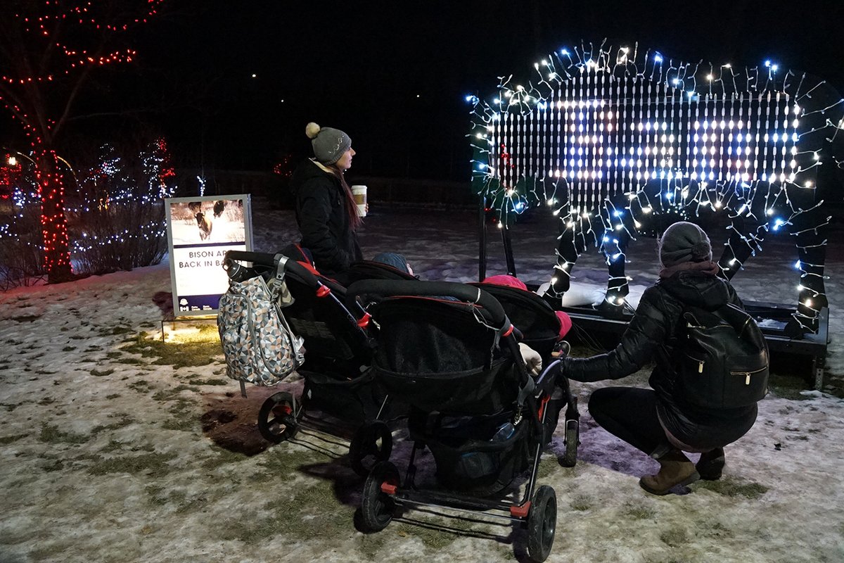 BanffNP's tweet photo. #BanffBison are back @calgaryzoo ZOOLIGHTS this year! Thru Jan 6, come visit our interactive light sculpture and learn more about why their return to Banff is so vital. https://t.co/iDPscEca3H