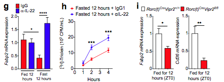 mmw_lmw's tweet photo. How a #Gut_Neuronal_Signal triggered by food intake is integrated with #Intestinal_AntiMicrobial and #MetabolicResponses controlled by #ILC3 | Dan Littman @SkirballNYUSoM @biorxivpreprint https://t.co/iN8T9Vitrk https://t.co/Yf2ojT5SCE