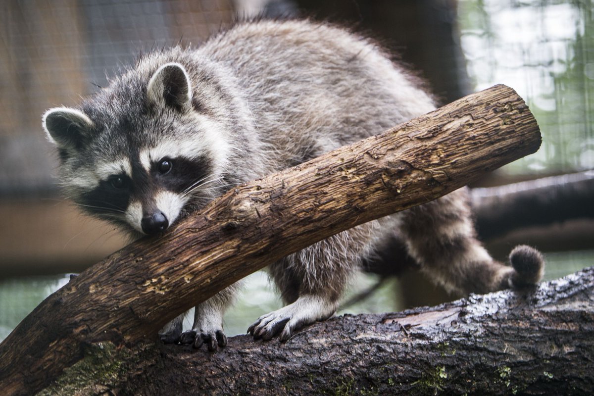 FOURPAWSUSA's tweet photo. Day 17 of Our #DaysofDecember Calendar. Did you know we care for 32 raccoons? Some come to us after people realize they don't make good pets. We are currently building new enclosures and a special station for young raccoons so that we can hopefully rescue more animals in 2020! https://t.co/gmYVDr3wu6