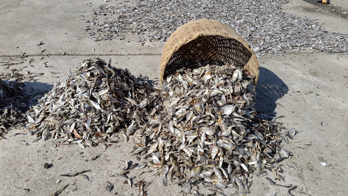 CANARICaribbean's tweet photo. #PISCES Did you know the Three Bays #3Bays Marine Protected Area (MPA) in NE Haiti is 1 of 8 MPAs in the country?
Honey production & #ecotourism are just 2 of the community enterprises based on natural resources in & around the MPA
👉 https://t.co/28neXsyIci
#FoProBim https://t.co/kNe2Kpkv3I