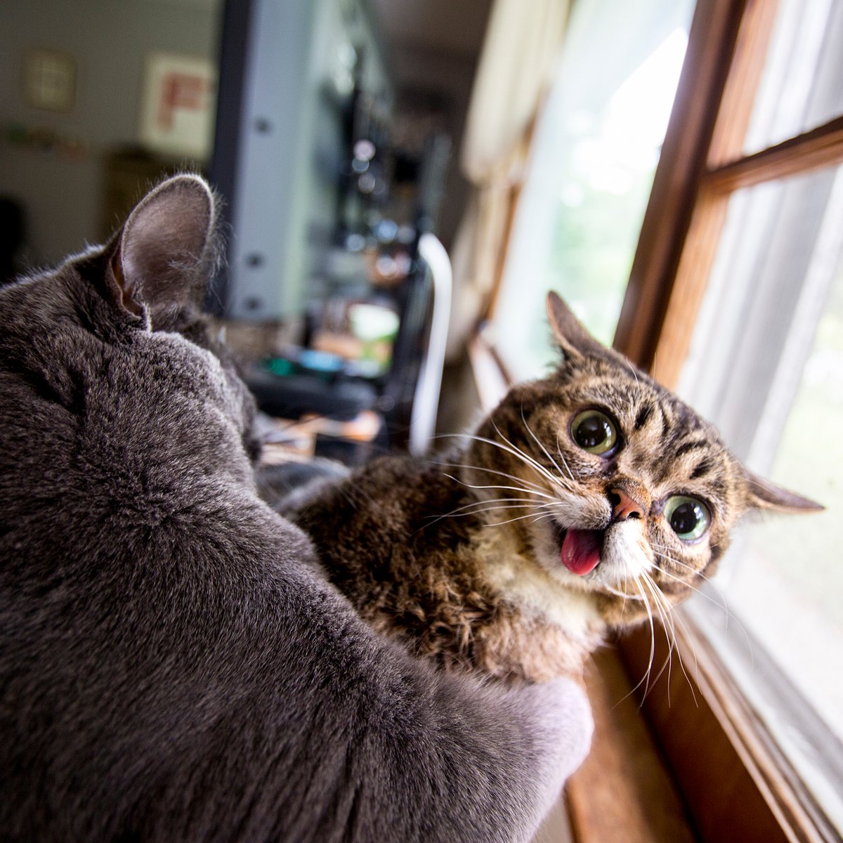 Lil BUB tweet media