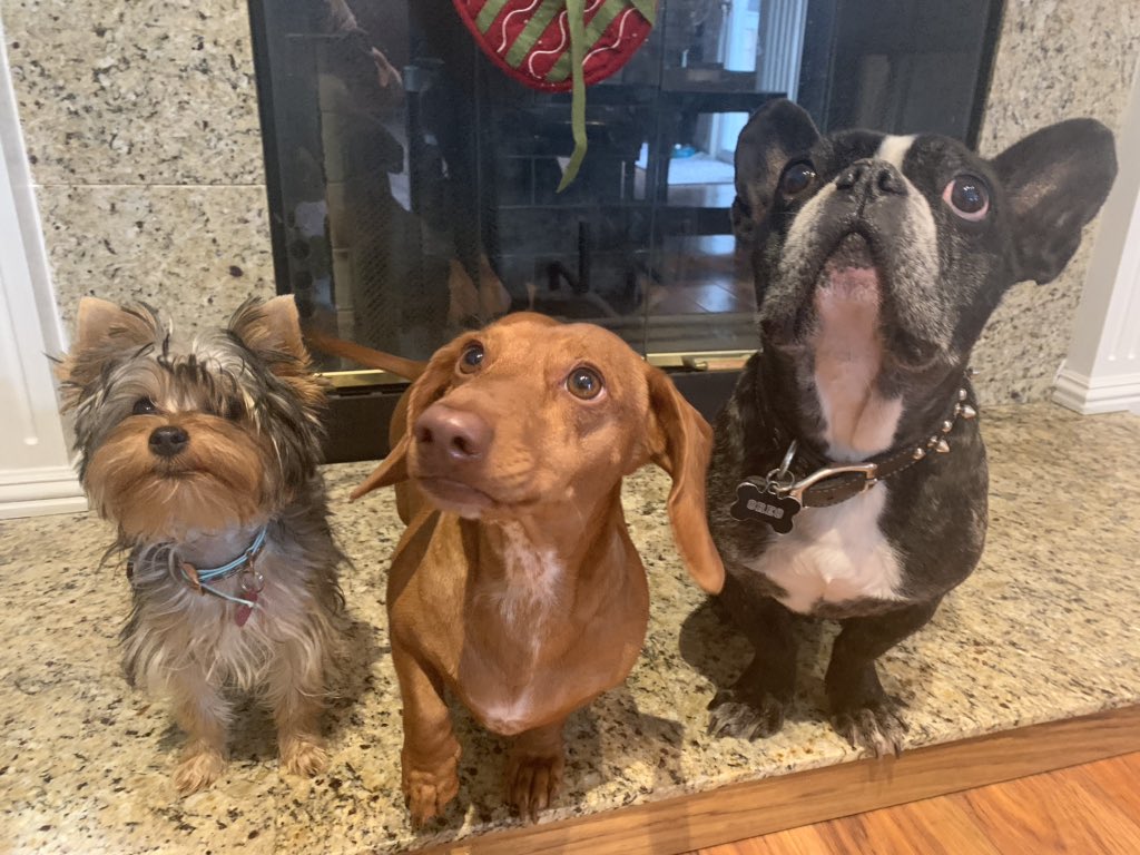 mrsceo_k's tweet photo. People ask why I have so many dogs. Now I realize is because they are the only real friends I can trust. #MrsCEO https://t.co/EFS9T84PTs