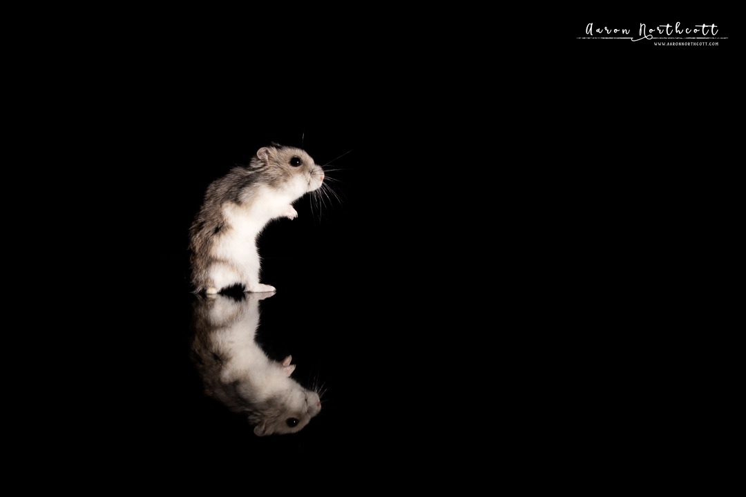 AaronNorthcott's tweet photo. This is Peanut. 🐹 🥜

She’s a much loved member of the family that we sadly had to leave behind when we relocated to Vancouver from the UK. Luckily we had some awesome friends that gave her a loving home and send us regular updates!

#PetPhotography #CuteandFluffy #Hamsters https://t.co/dQKvuGTtvD