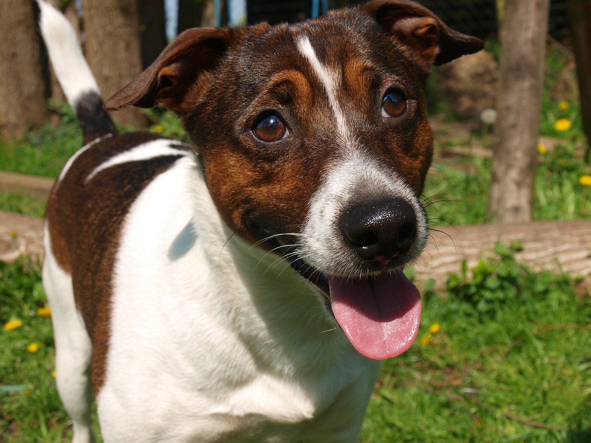 Smile with me! #dogfriends