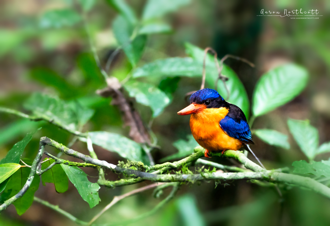 AaronNorthcott's tweet photo. This Buff-Breasted Paradise Kingfisher was hard to miss whilst hiking through Mossman Gorge in Queensland. The vibrant blue and orange plumage is undoubtedly how it earned the 'Paradise' name! Definitely visit @Queensland, Australia for some incredible #WildlifeEncounters! https://t.co/2HhodFk9KI